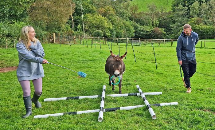 agility liberty games with mini donkeys in Wales